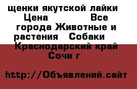 щенки якутской лайки › Цена ­ 15 000 - Все города Животные и растения » Собаки   . Краснодарский край,Сочи г.